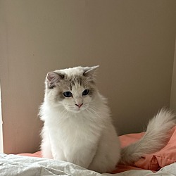 Photo of Kitty