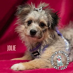 Thumbnail photo of Jolie #1