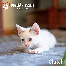 Thumbnail photo of Auto Parts Litter - Clutch #3