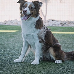 Thumbnail photo of GOOSEBERRY Mini Aussie #1