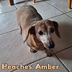 Thumbnail photo of Peaches Amber #3