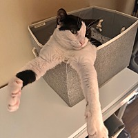 adopt a pet