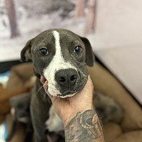 adopt a pet