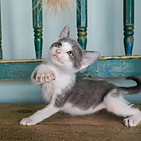 adopt a pet