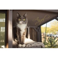 adopt-pet