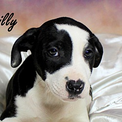 Thumbnail photo of Lilly~adopted! #1