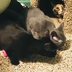 Thumbnail photo of Fred(Michelle,Monica,Veronica) #4