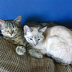Thumbnail photo of Latte NOW Samantha (+ Gulliver) Adopted April 2017 #3