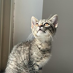 Photo of Bazoona 