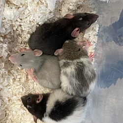 Photo of RATS AVAILABLE