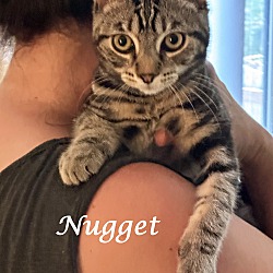 Thumbnail photo of NUGGET #1