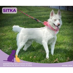 Thumbnail photo of Sitka #1