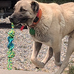 Thumbnail photo of Berk - purebred Turkish Kangal #2