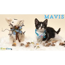 Thumbnail photo of Mavis #1