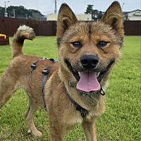 adopt-pet