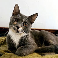 adopt a pet