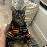 adopt a pet