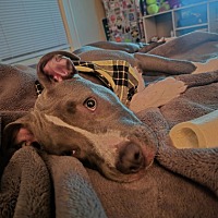adopt a pet