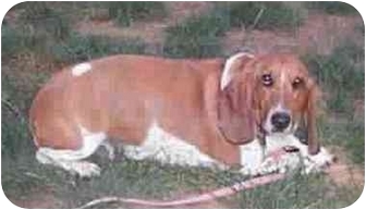 albany basset hound