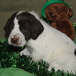 Photo of German Shorthaired Pointer pup