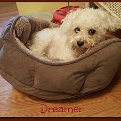 Thumbnail photo of DREAMER #2