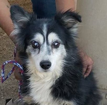 papillon australian shepherd mix