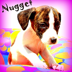Thumbnail photo of Nugget~adopted! #2