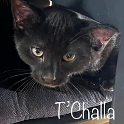 Thumbnail photo of T'Challa #2
