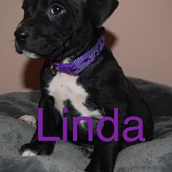 Thumbnail photo of Linda #3