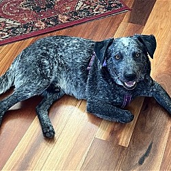 Photo of CISCO (a.k.a. BLUEY)