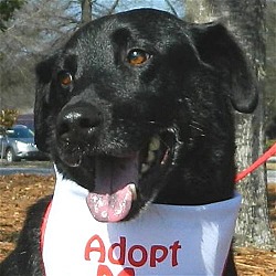 Photo of Bradley**ADOPTED**