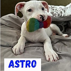 Photo of Astro