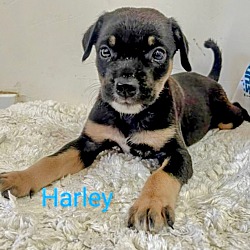 Thumbnail photo of Harley #2