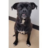adopt-pet