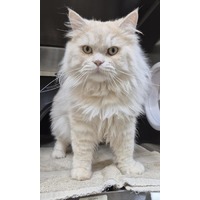 adopt-pet