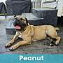 PEANUT - Mastiff available for adoption
