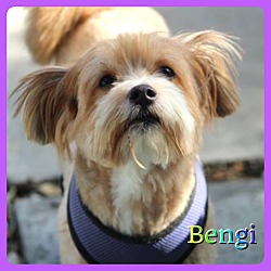 Thumbnail photo of Bengi #2