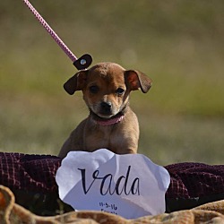 Thumbnail photo of Vada #3