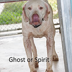 Photo of Ghost