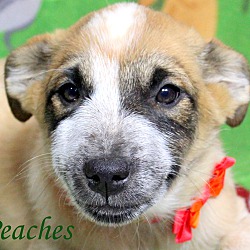 Thumbnail photo of Peaches ~ meet me! #2