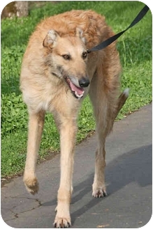 borzoi golden retriever mix