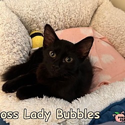 Photo of Mo Bubbles