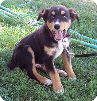 rottweiler cross border collie puppies