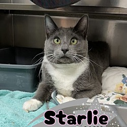 Photo of Starlie