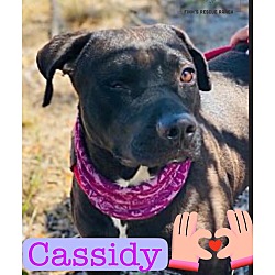 Photo of CASSIDY