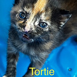Thumbnail photo of Tortie #1