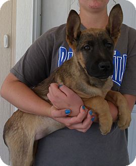 Corona Ca Dogo Argentino Meet Daisy A Pet For Adoption Adoptapet Com