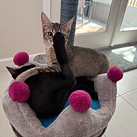 adopt a pet