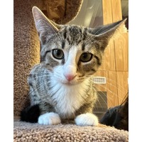 adopt-pet