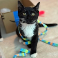 adopt a pet